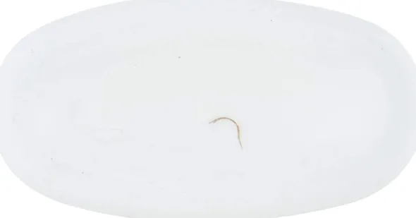CICCARELLI COLLUTORIO WHITENING DENTI SENSIBILI 400 ML