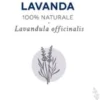 VAILLANT MENTA OLIO ESSENZIALE 10 ML